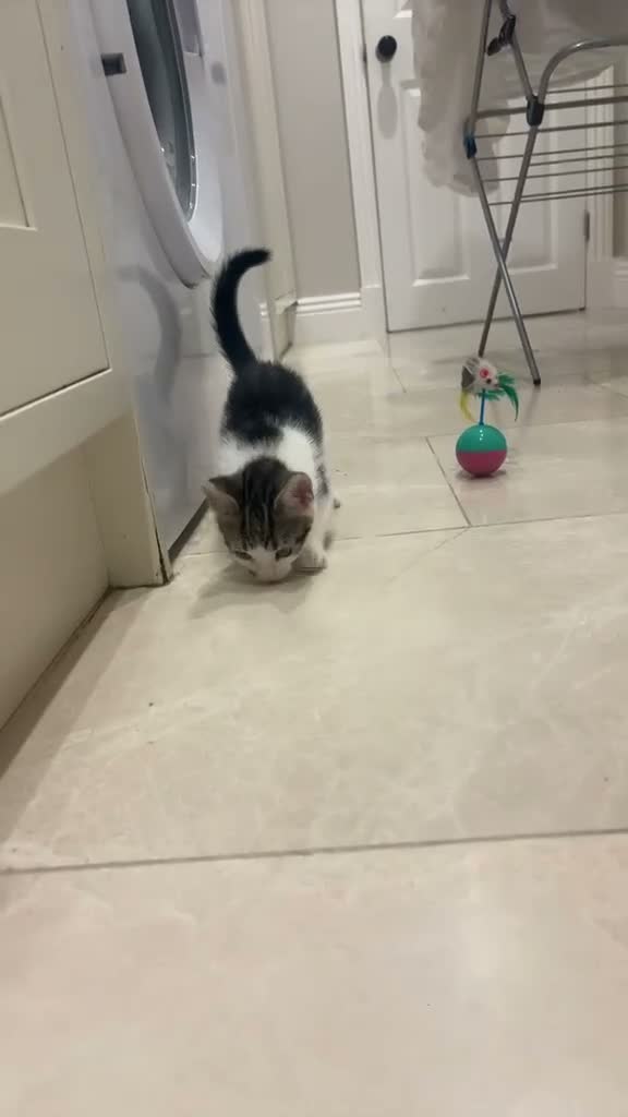 Mixed Breed cats for sale: Lovely Young Kitten For Sale - Video 1