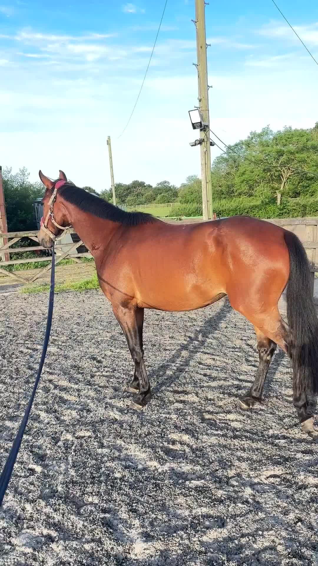 Irish Sports horses for sale: Unbacked Project – Experienced Home Only - Video 1