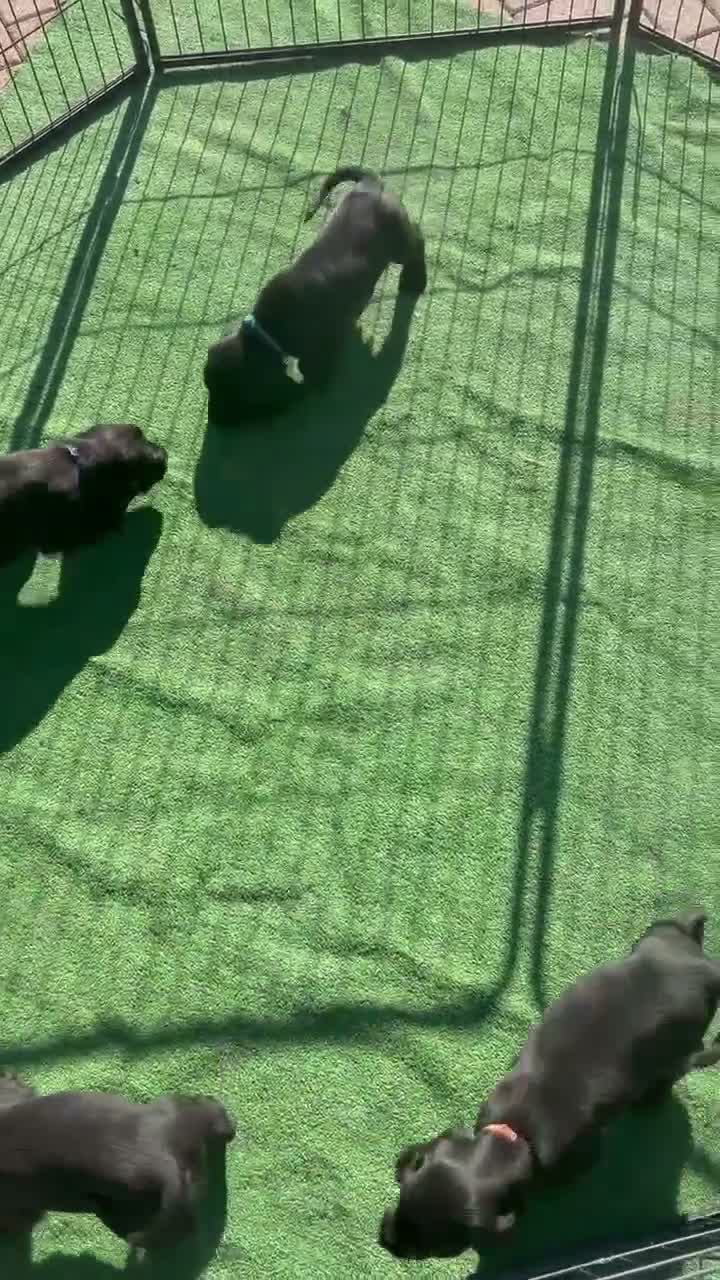 Cocker Spaniel dogs for sale: Beautiful 6 black cocker spaniel!  - Video 1