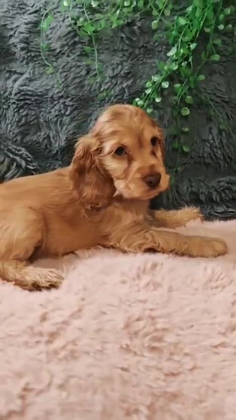 Cocker Spaniel dogs for sale: 🔥LAST TWO BOYS LEFT!🔥 KC SHOW COCKER SPANIEL  - Video 1