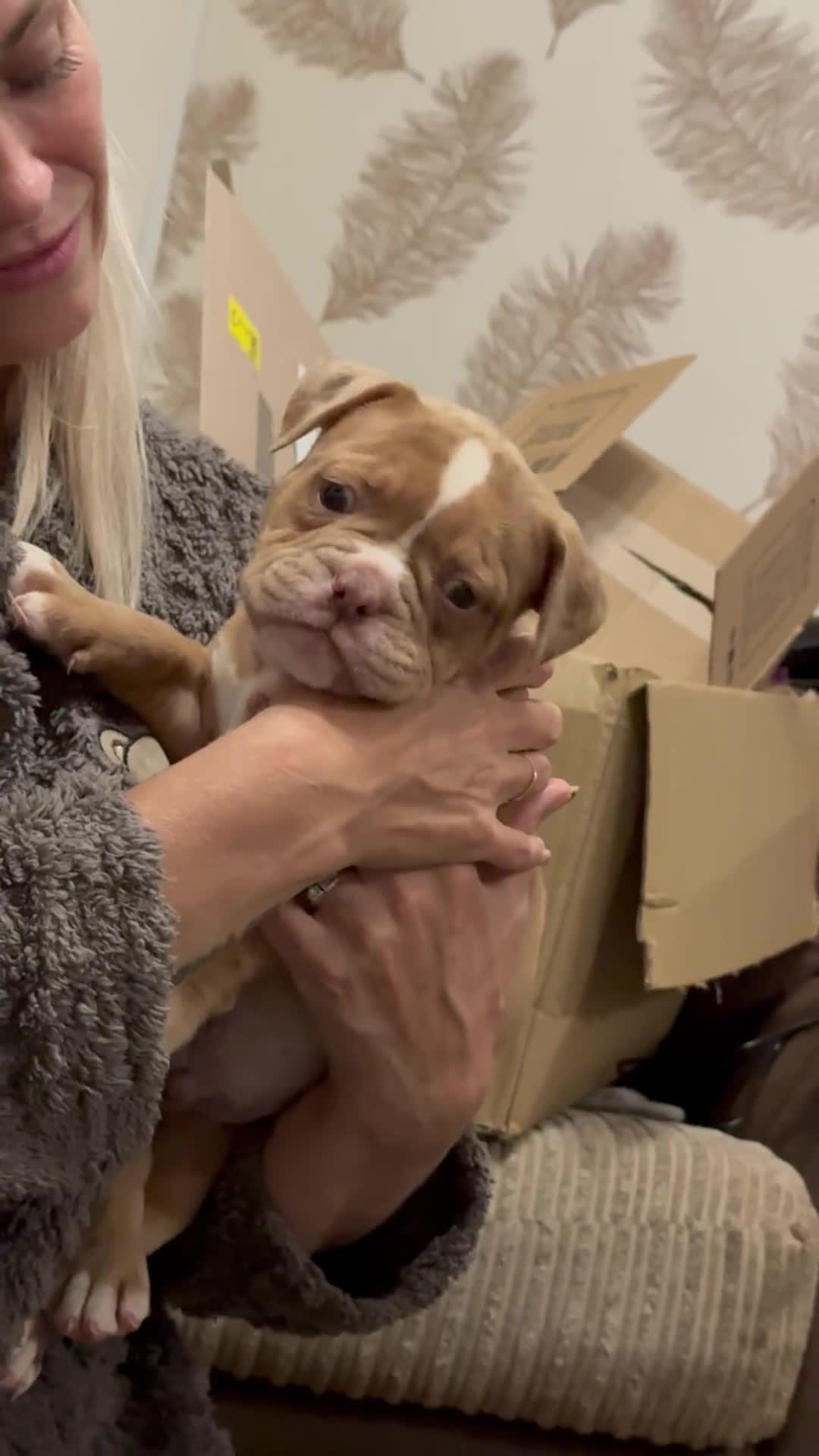 Olde English Bulldogge dogs for sale: (Reduced) Olde English Bulldogges puppies  - Video 2