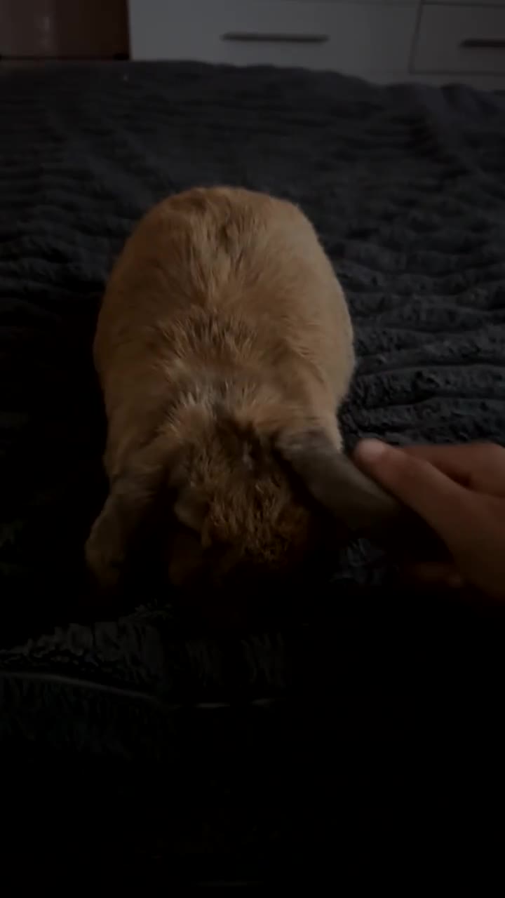 Mini Lop rabbits for sale: Lovely 1 Year Old Female Mini Lop – Taffy in South Croydon - Video 2