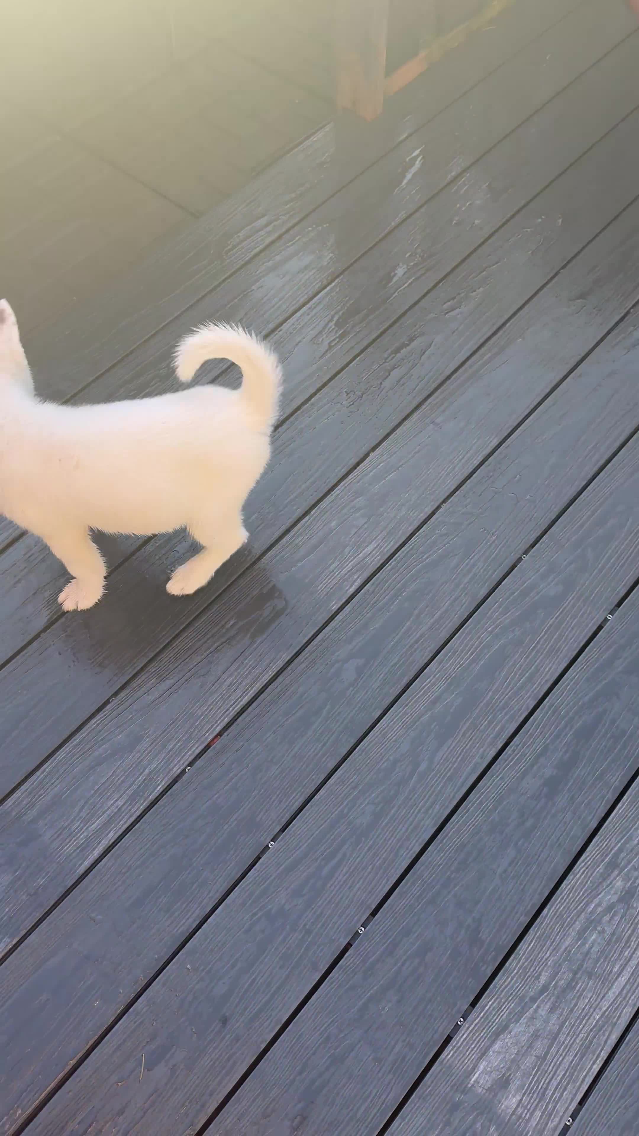 Siberian Husky dogs for sale: Siberian Husky  - Video 1