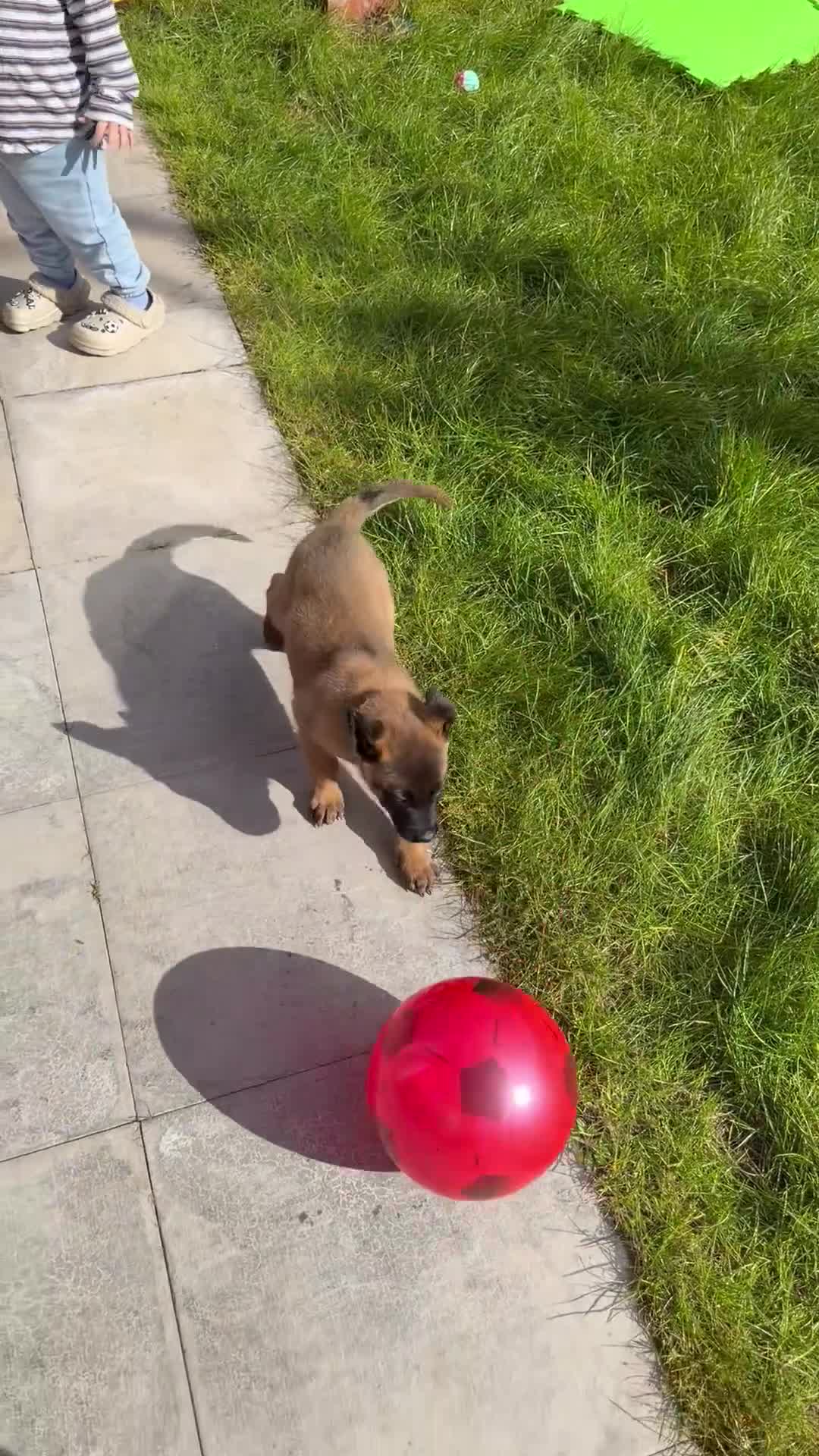 Belgian Shepherd Dog dogs for sale: Female Malinois Puppy - Video 3
