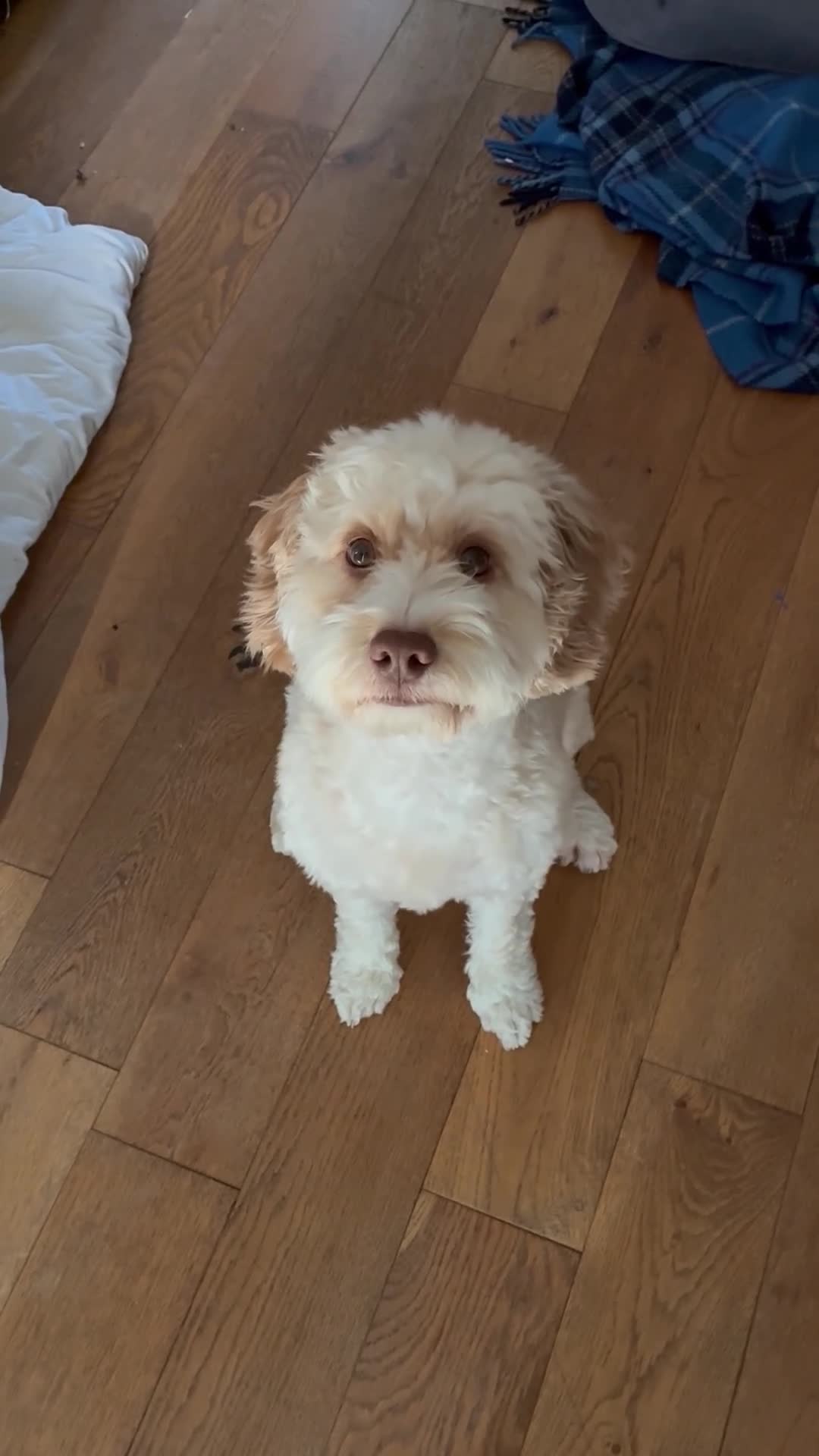 Cockapoo dogs for sale: Cockapoo neutered  in Huntingdon - Video 1