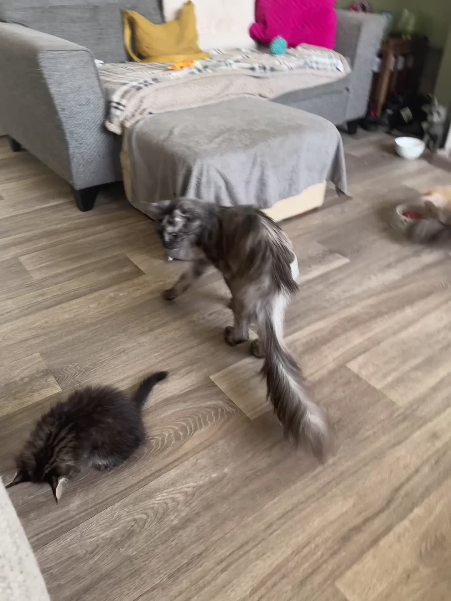 Maine Coon cats for sale: Xl Beautiful Mainecoon kittens for sale - Video 1