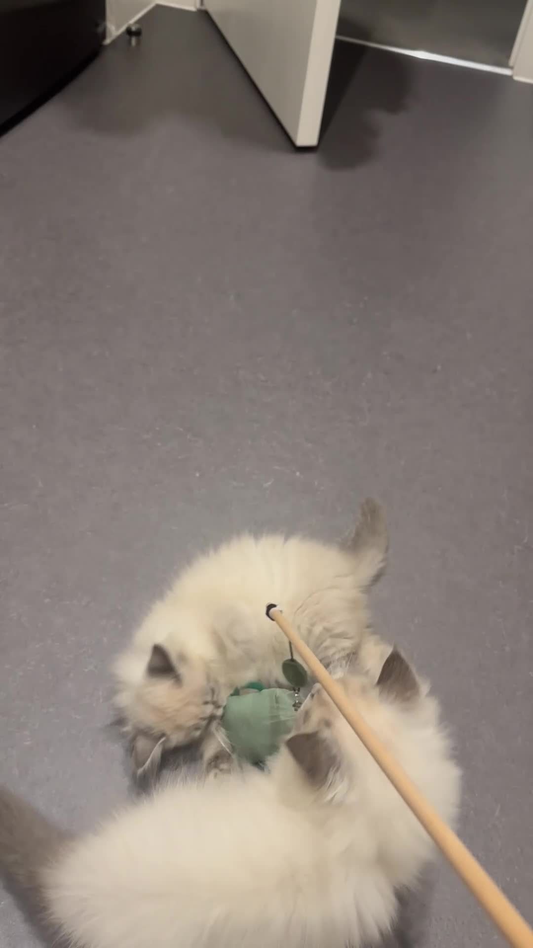 Siberian cats for sale: Blue eyed Adorable Siberian Neva masquerade  - Video 3