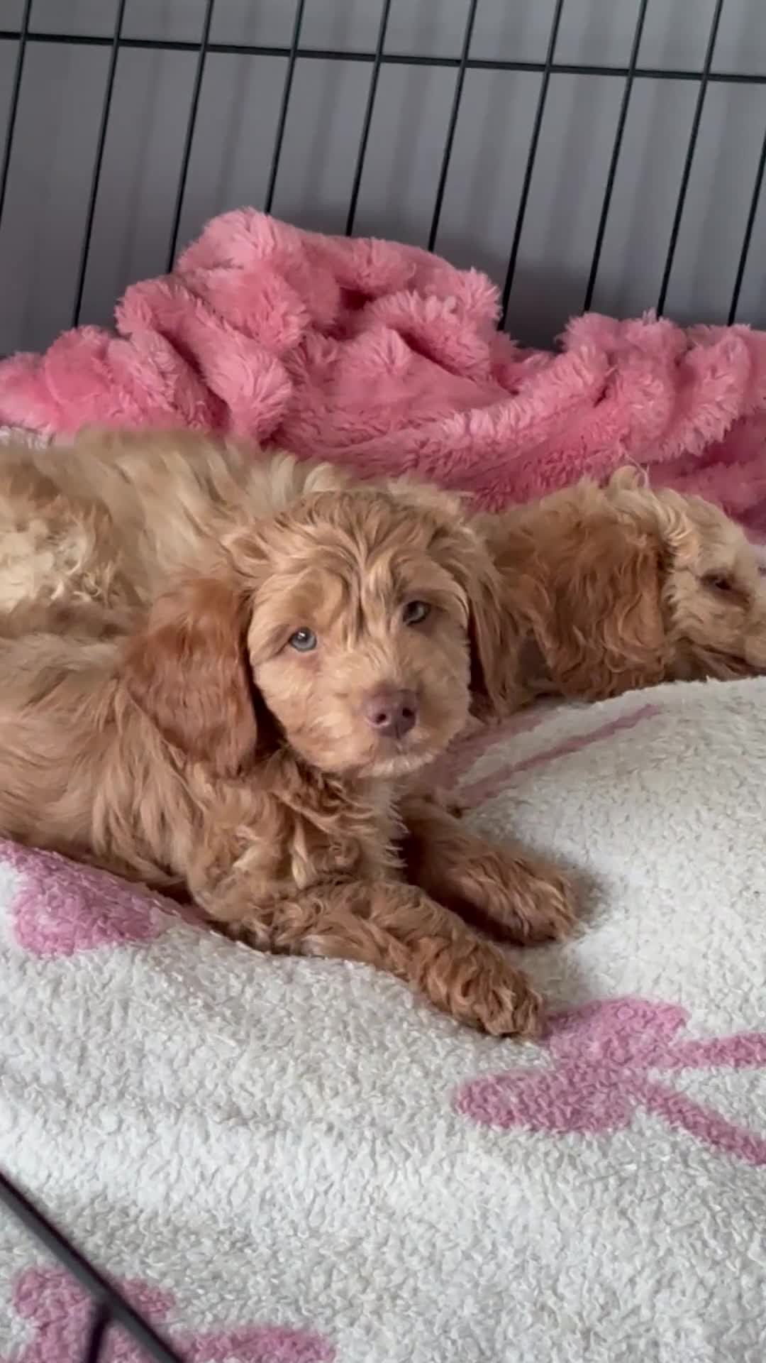 Cockapoo dogs for sale: 2 female cockapoo puppies 6 weeks - Video 2
