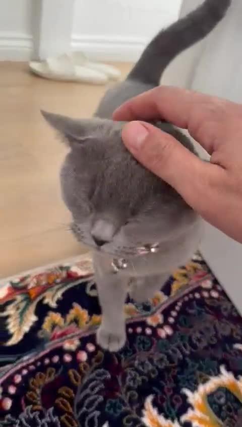 British Shorthair cats for sale: British Shorthair Needs a New Home! 🐾 - Video 1