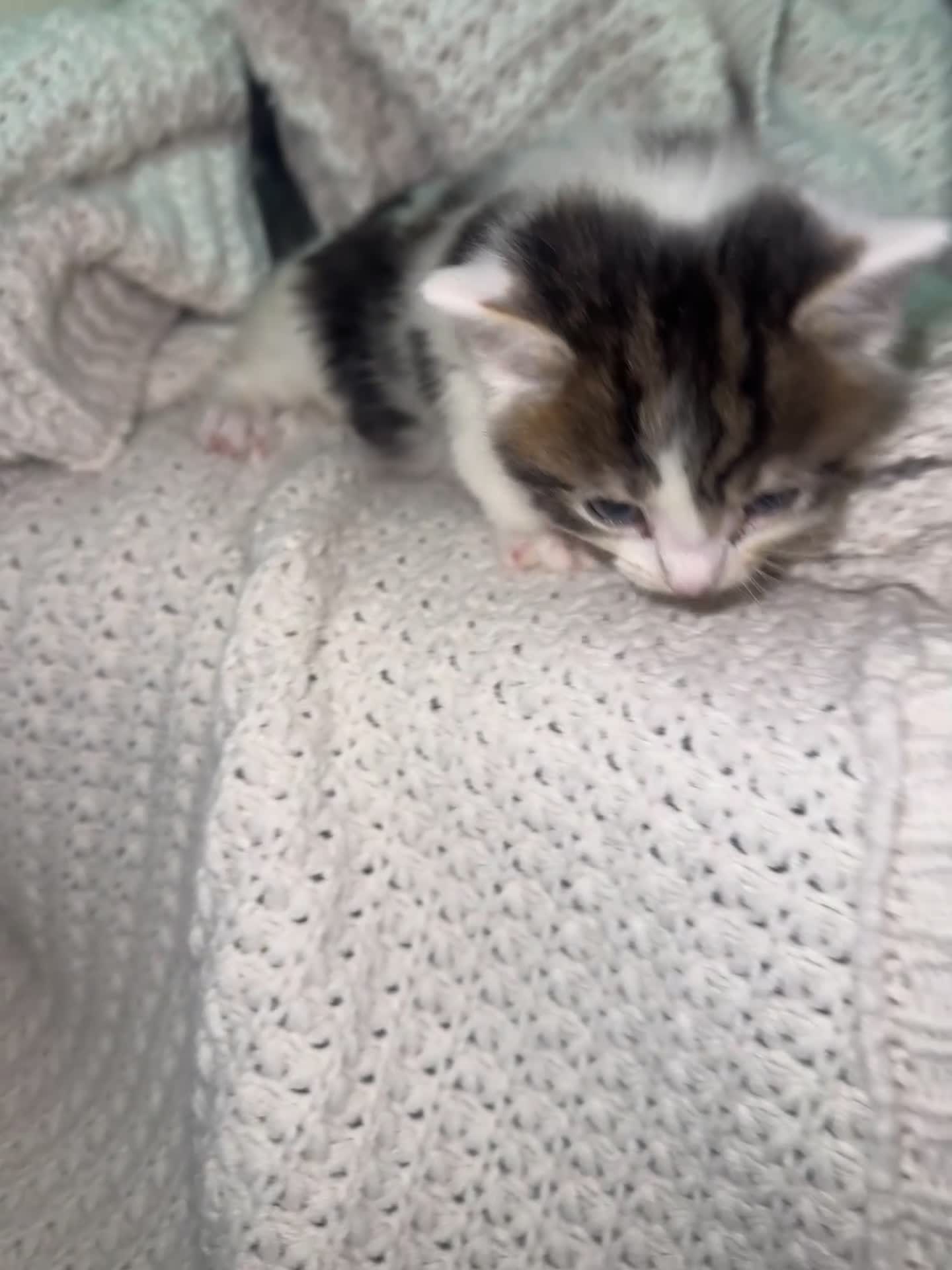 American Shorthair cats for sale: Cuddly Cute Kalic Kittens🐾 - Video 3
