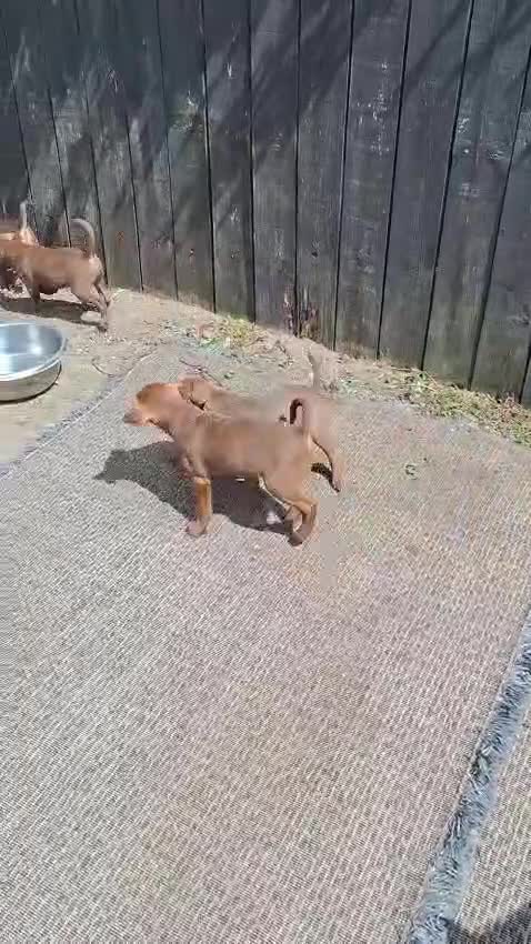 Patterdale Terrier dogs for sale: Strong, healthy, chunky Patterdale Puppies - Video 2