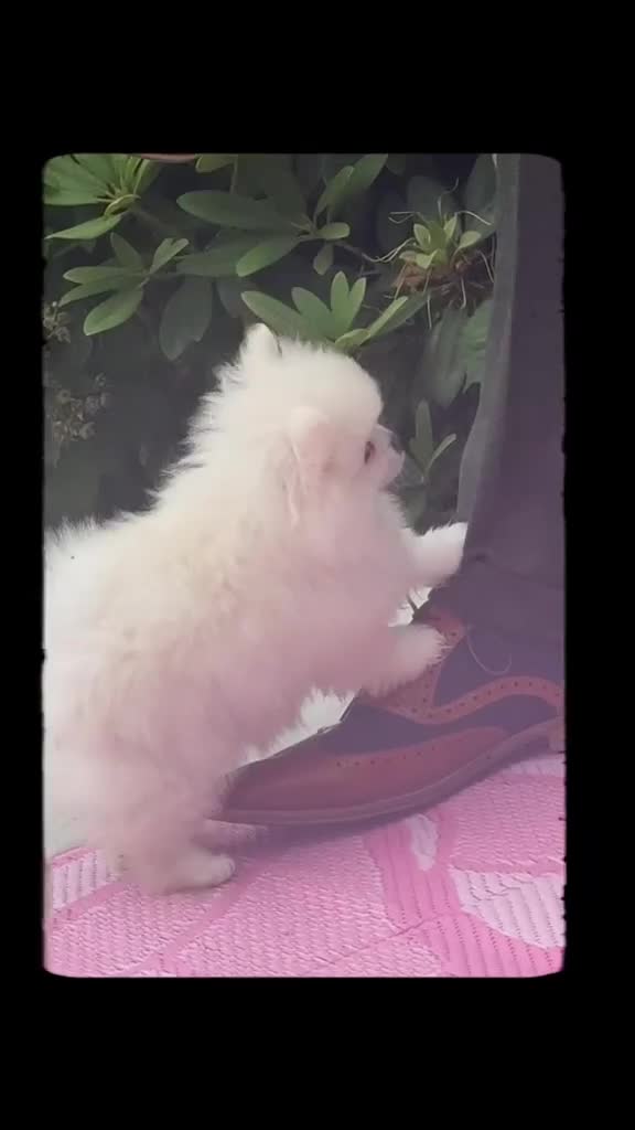 Pomeranian dogs for sale: White male baby Pomeranians  - Video 1