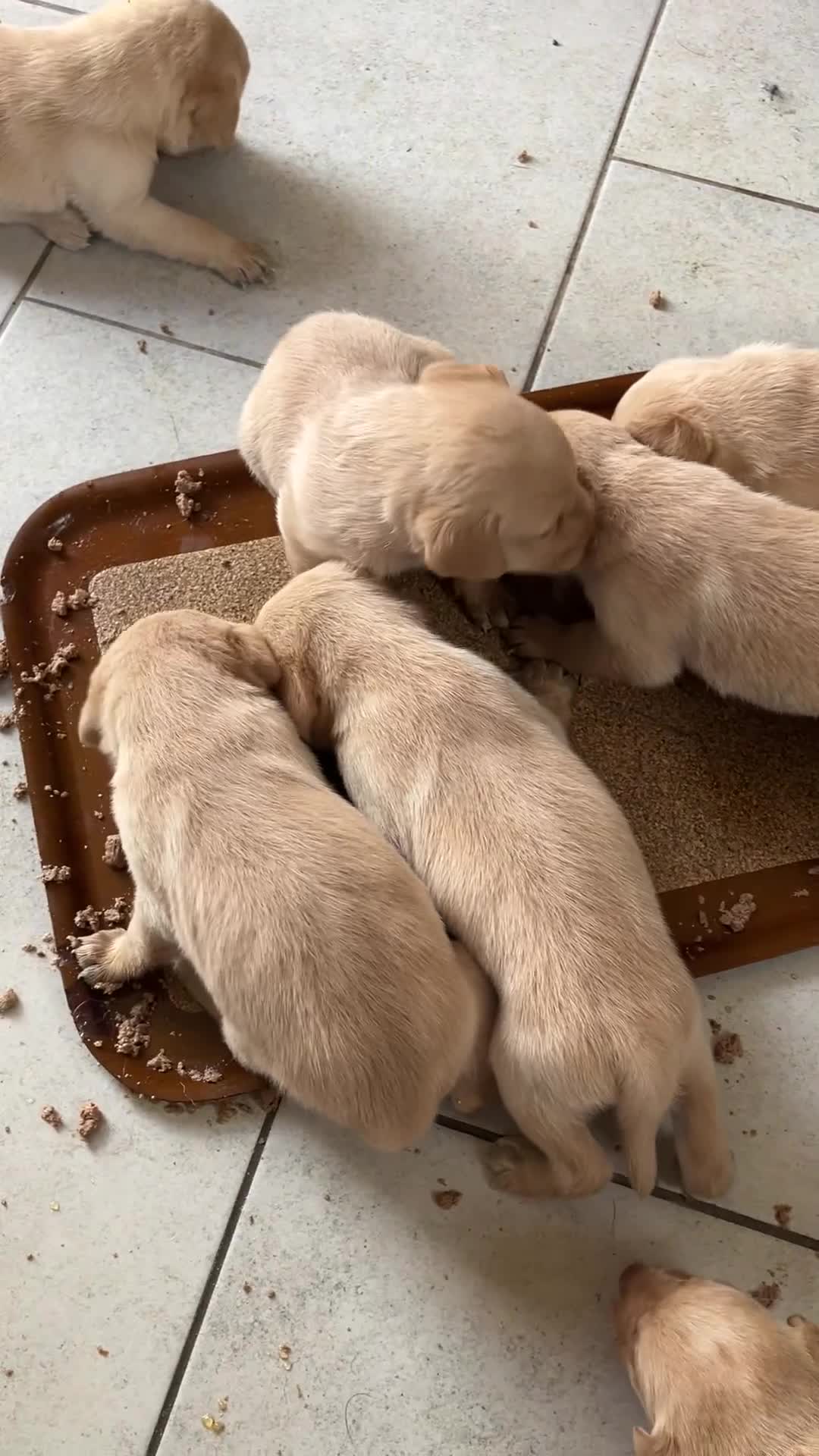 Labrador Retriever dogs for sale: Quality Labrador puppies Ready soon - Video 1