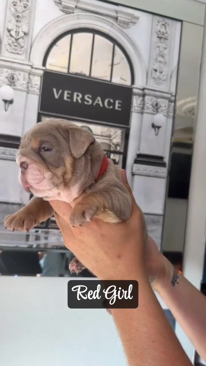 English Bulldog dogs for sale: English bulldogs ✨ - Video 3