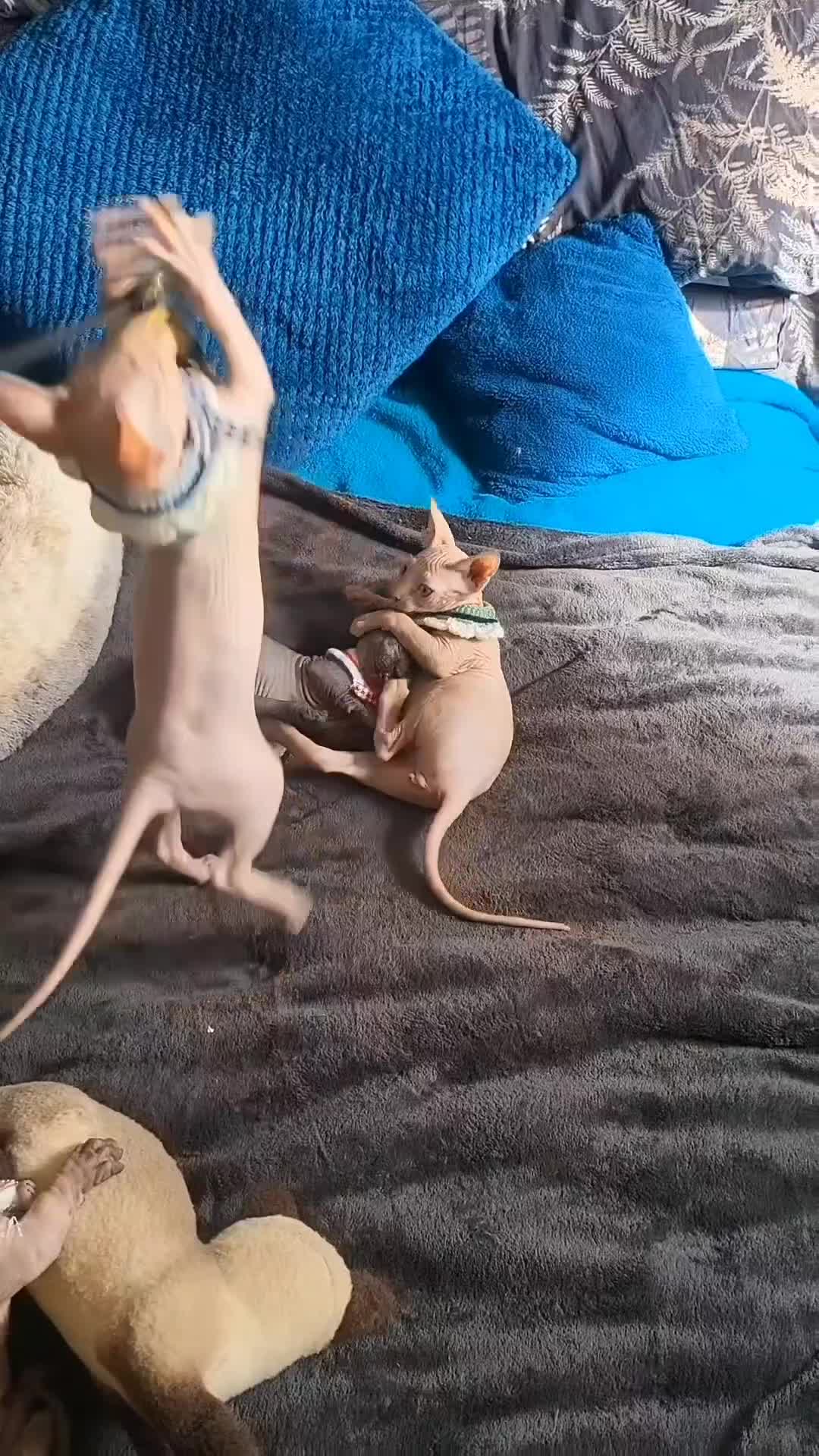Sphynx cats for sale: Last Canadian Sphynx looking for his forever home - Video 2