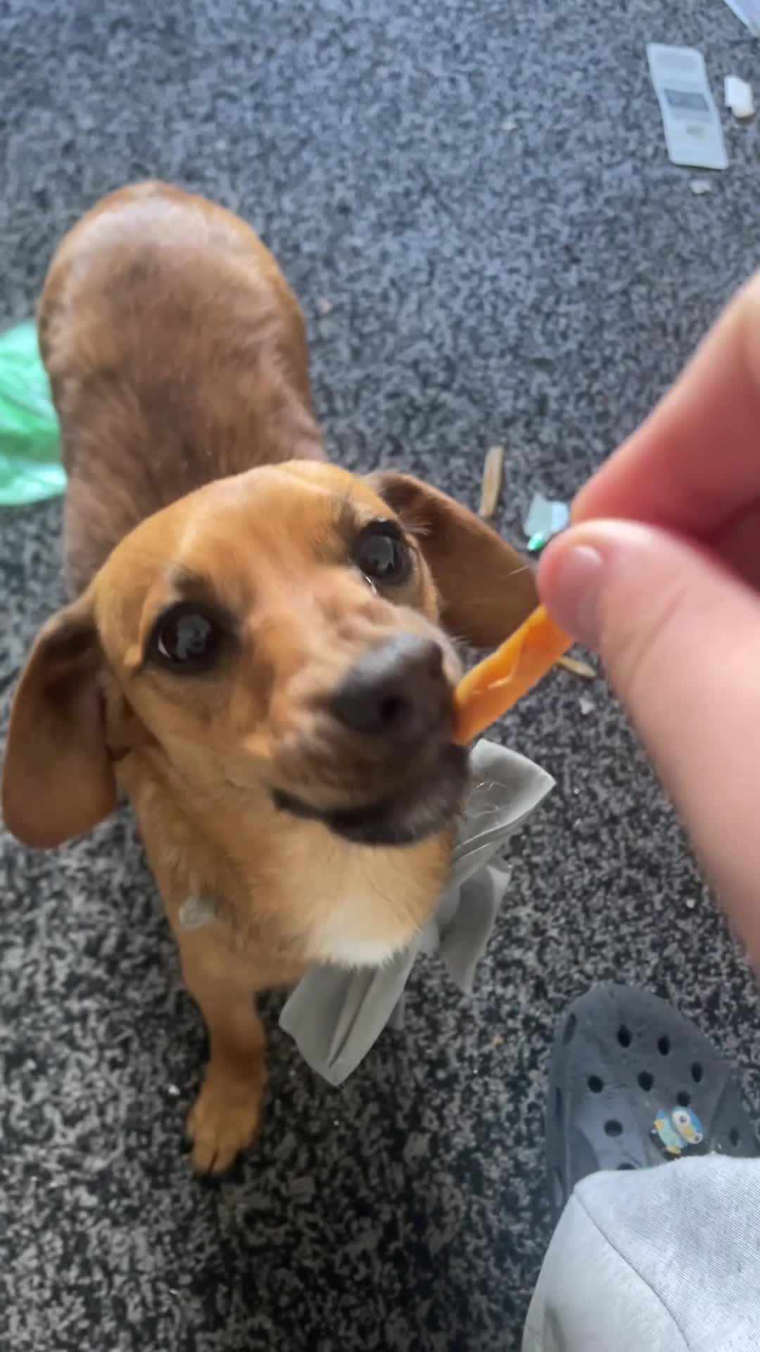 Dachshund dogs for sale: Ruby the weinermix PRICE NEGOTIABLE  in Folkestone - Video 1