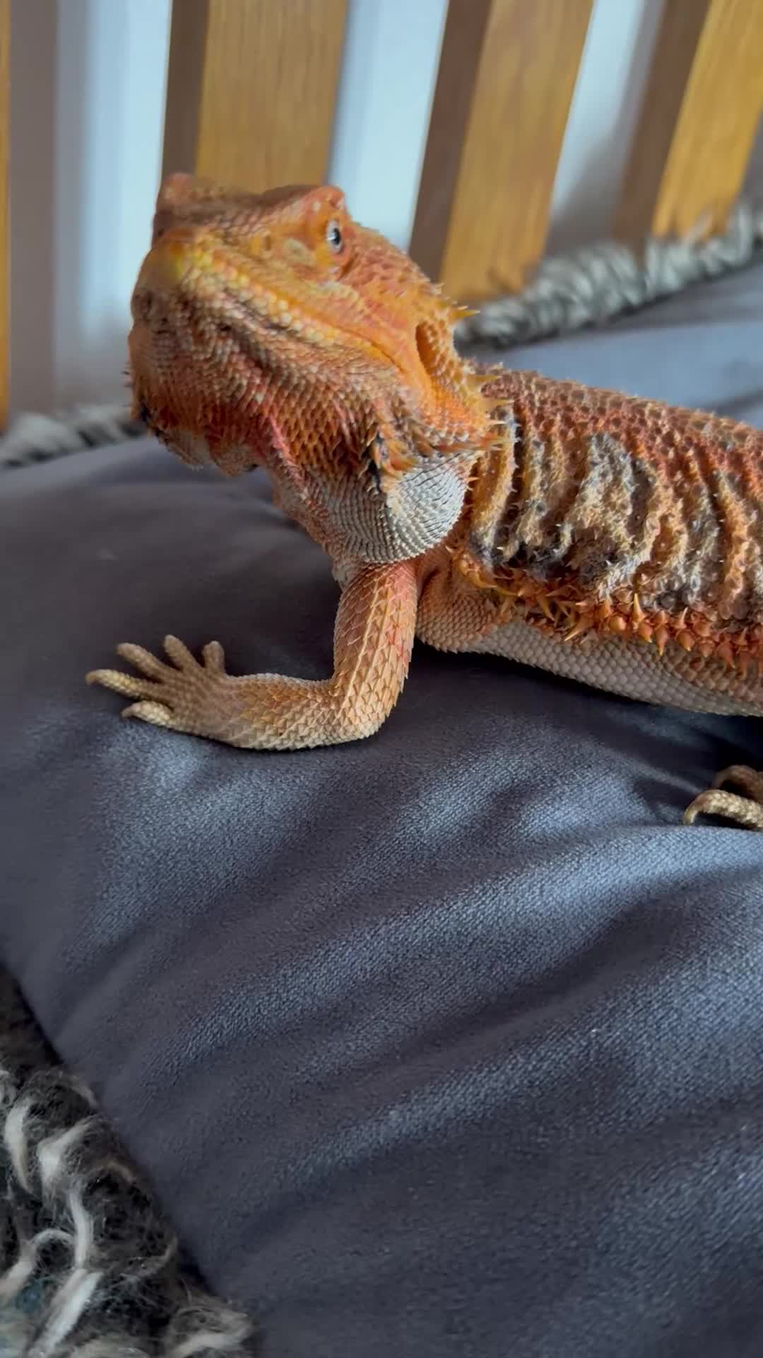 Bearded Dragon reptiles for sale: Bearded dragon  - Video 2