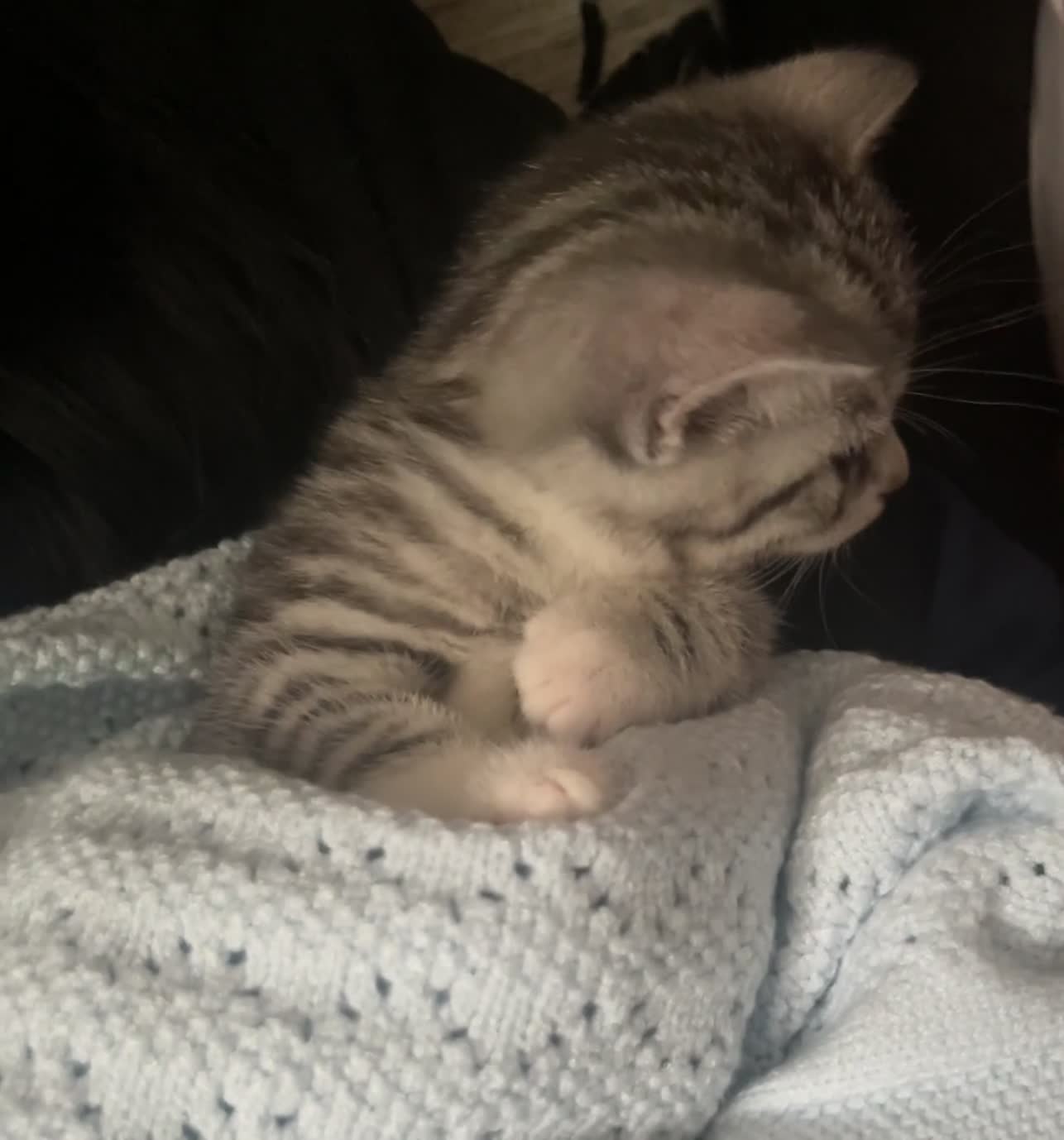 Mixed Breed cats for sale: Two adorable British Shorthair X Bengal Kittens - Video 2