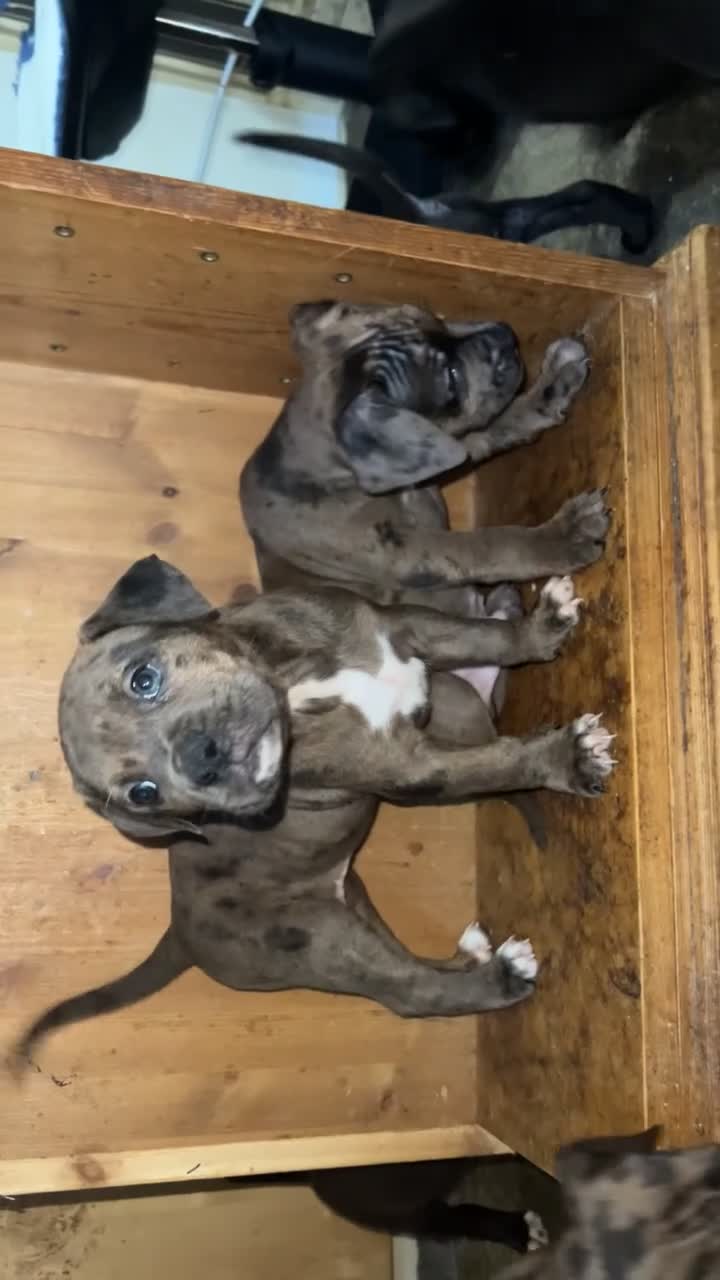 Mixed Breed dogs for sale: Staffy X  - Video 4