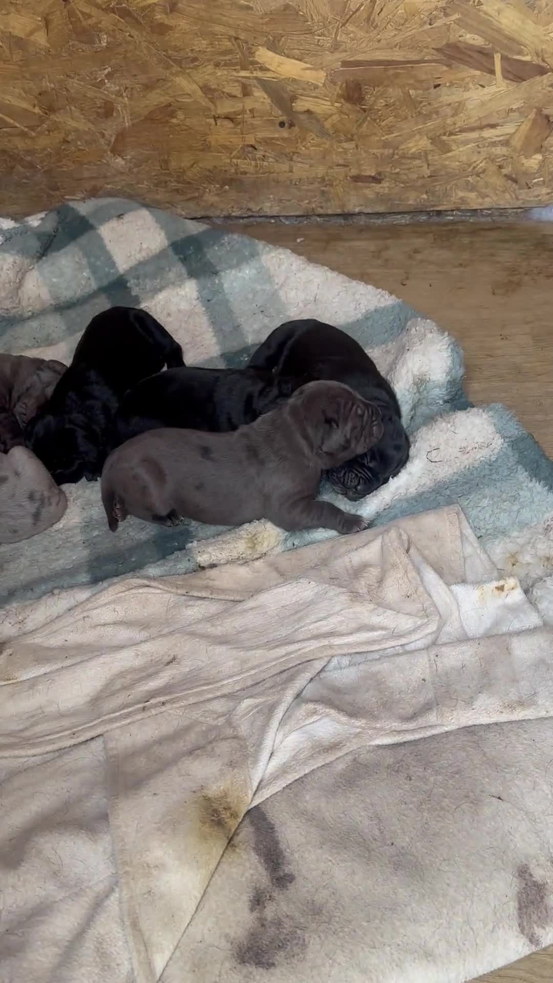 Cane Corso dogs for sale: Cane corso pups  - Video 2