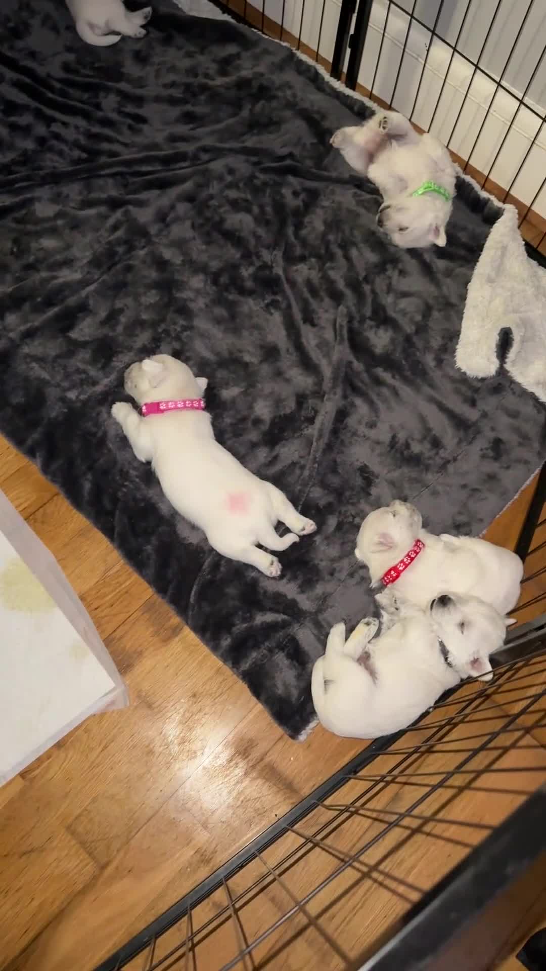 West Highland Terrier dogs for sale: Stunning Hand-Reared Westies – 4 Beautiful Boys - Video 4