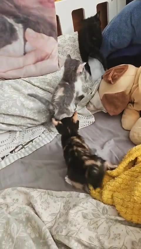 Mixed Breed cats for sale: 4 beautiful kittens in Merthyr Tydfil - Video 1