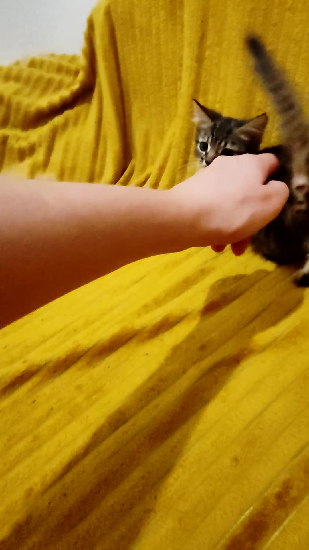 Mixed Breed cats for sale: TINY TABBY MALE KITTEN VIDEOS - Video 2