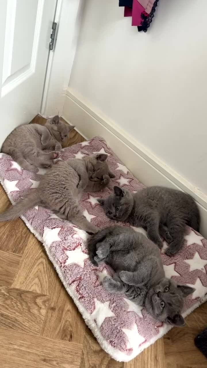 British Shorthair cats for sale: 3 Female British Shorthairs available for sale  in Oldham - Video 1