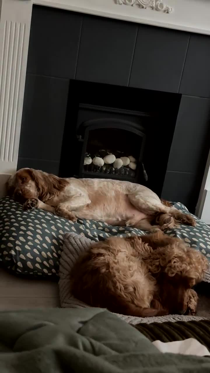 Cocker Spaniel dogs for sale: Loving cocker spaniel  in Belfast - Video 3