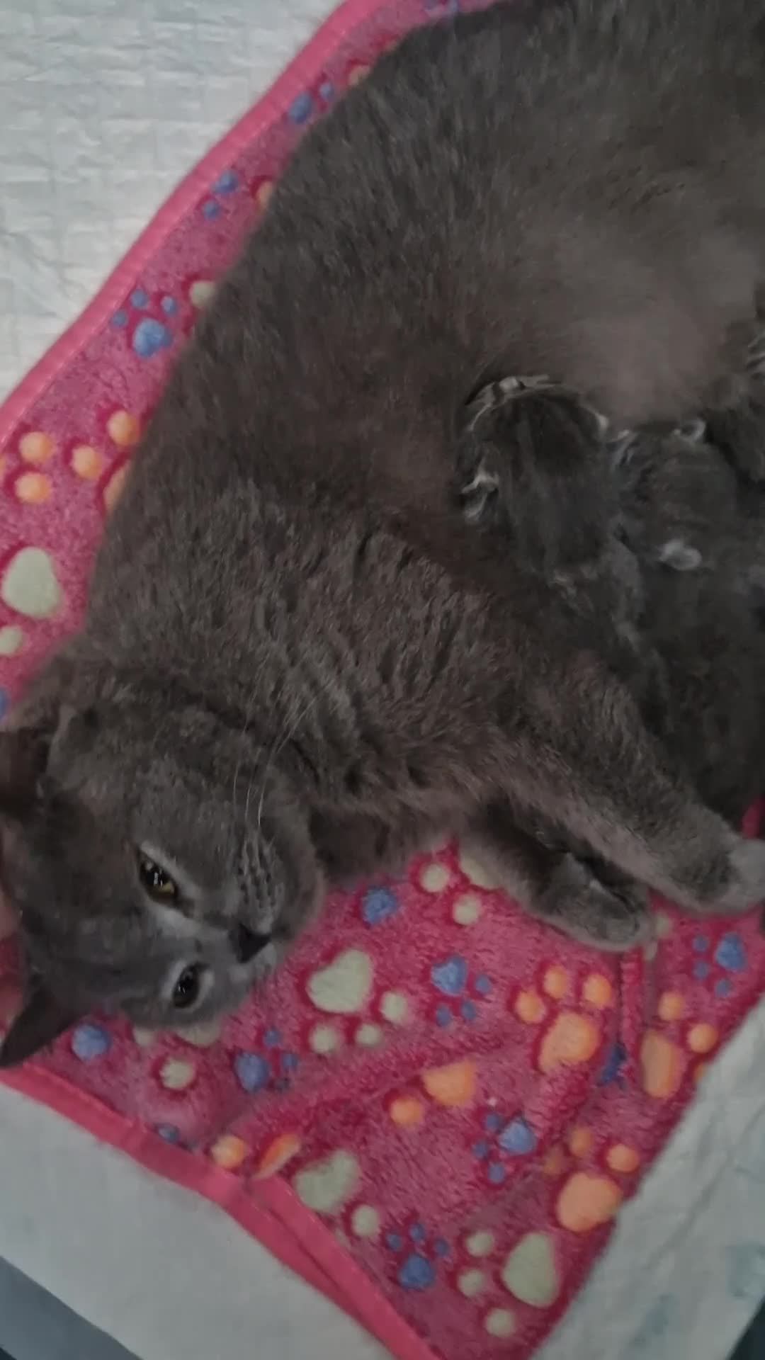 British Shorthair cats for sale: GCCF PEDIGREE BRITISH SHORTHAIR, BLUE - Video 1