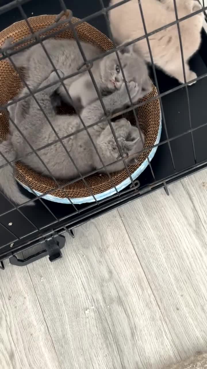 British Shorthair cats for sale: British shorthair kittens up for sale  - Video 3