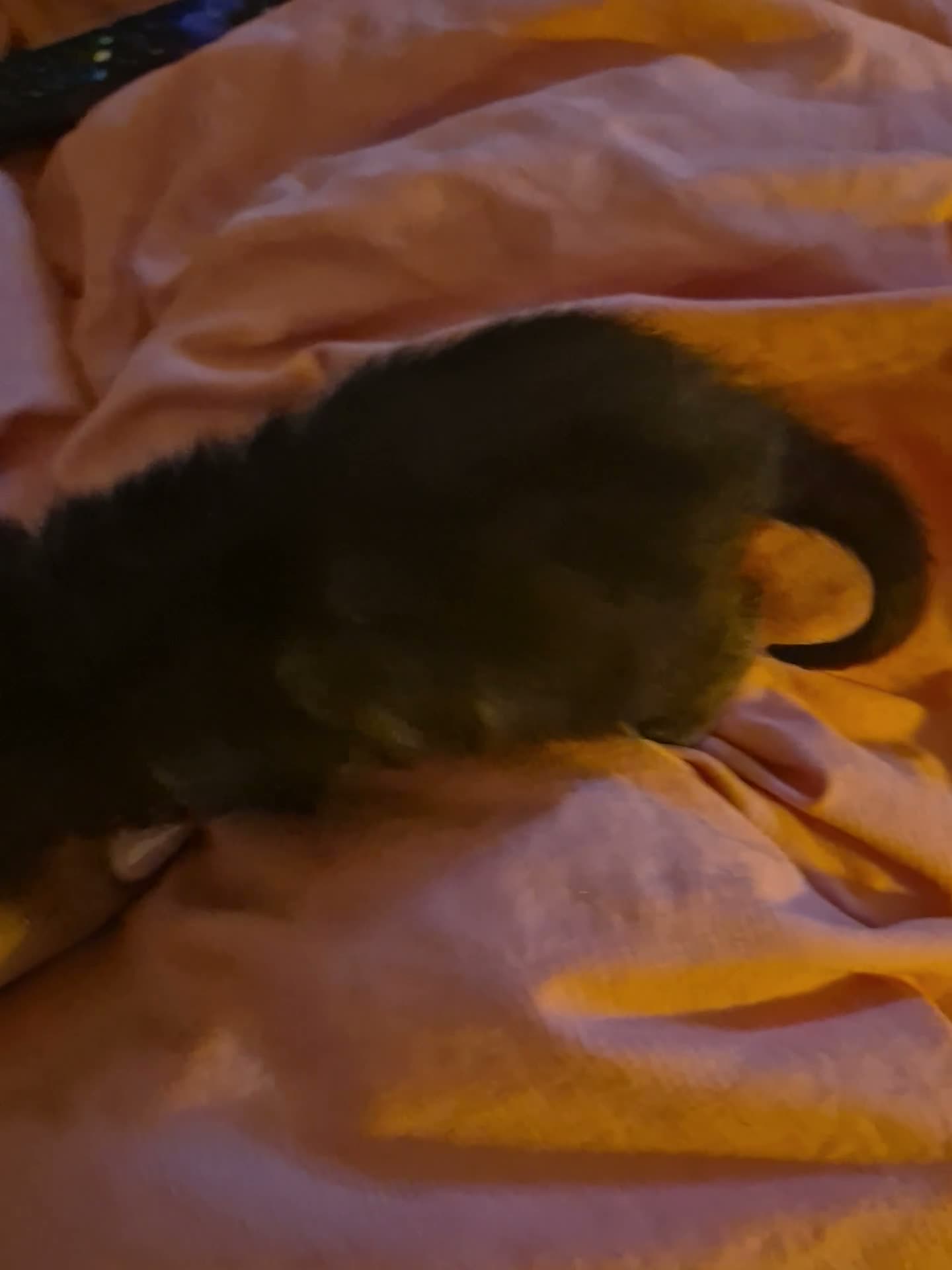 Mixed Breed cats for sale: Black and White Kitten - Ready for a New Home in Alton - Video 3