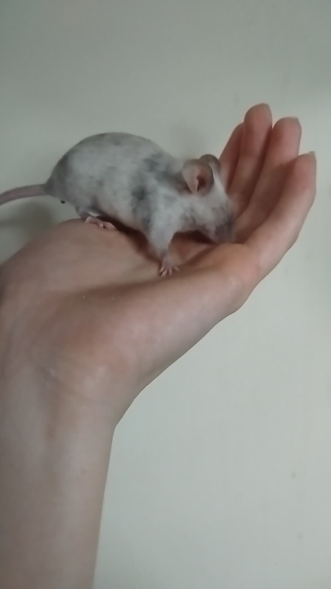 Mouse rodents for sale: 🐭 Female Mice Available for Adoption 🐭 - Video 4