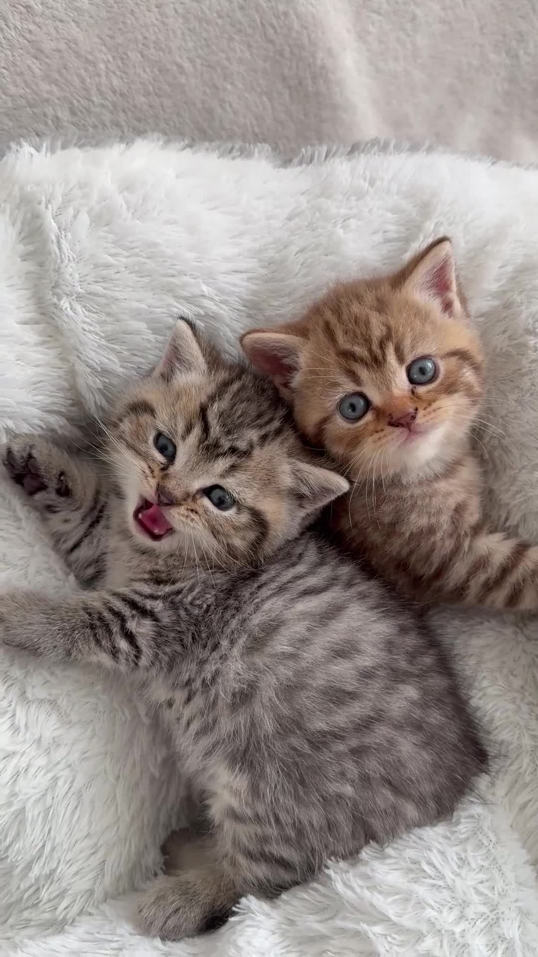 British Shorthair cats for sale: British shorthair kittens  - Video 1