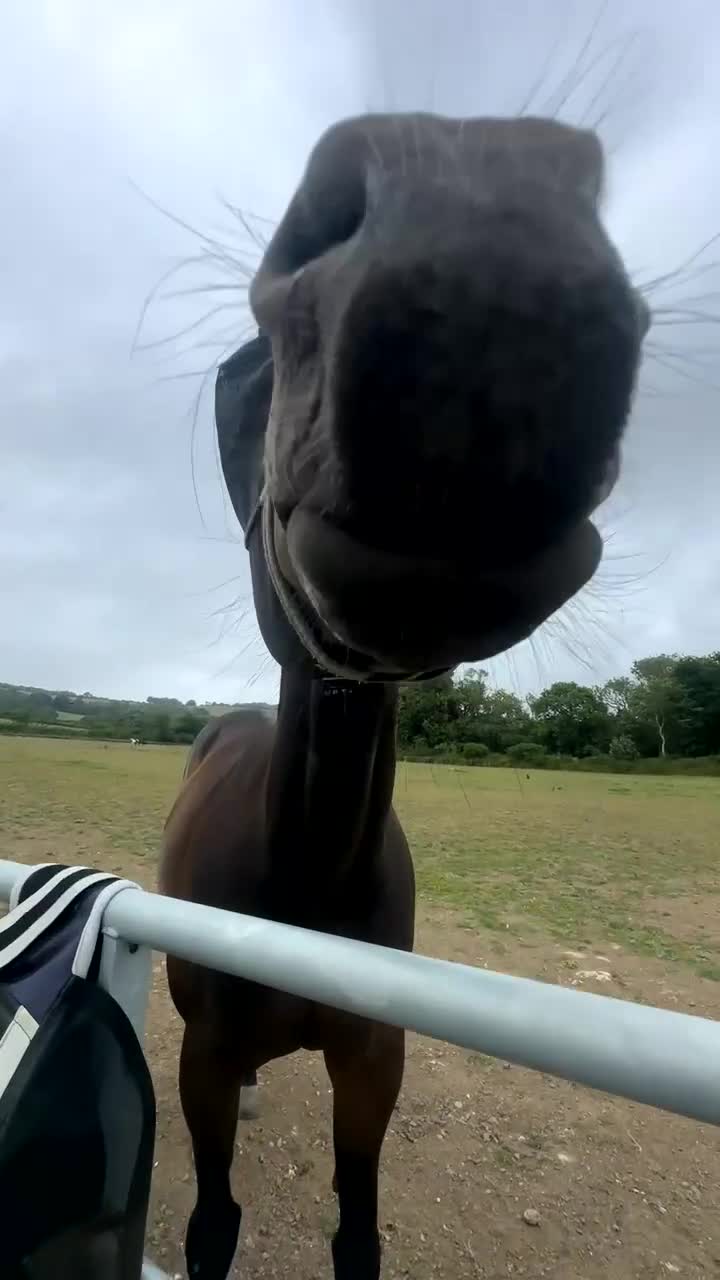 English Thoroughbred horses for sale: Project horse in Bridport - Video 1