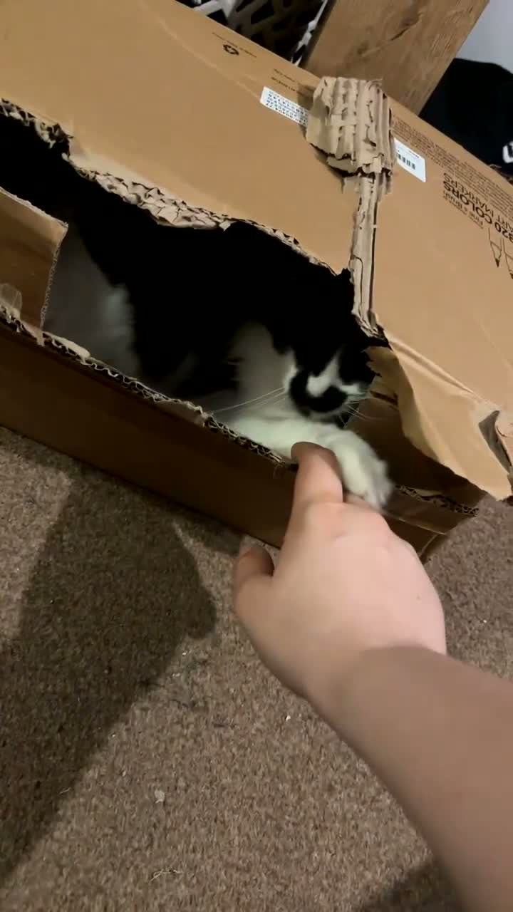Ragdoll cats for sale: Rei Rei the Ragdoll - Video 2