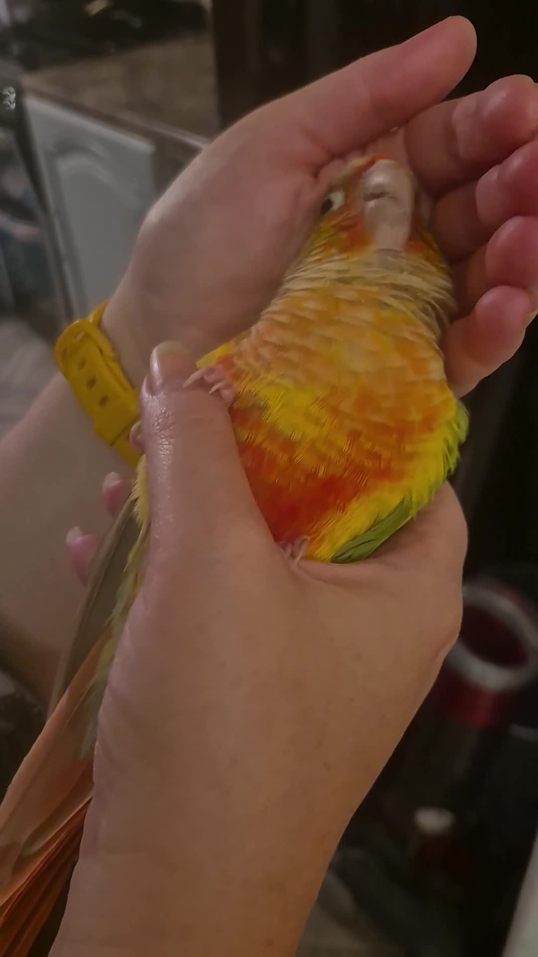 Conures birds for sale: Pineapple conure - Video 2