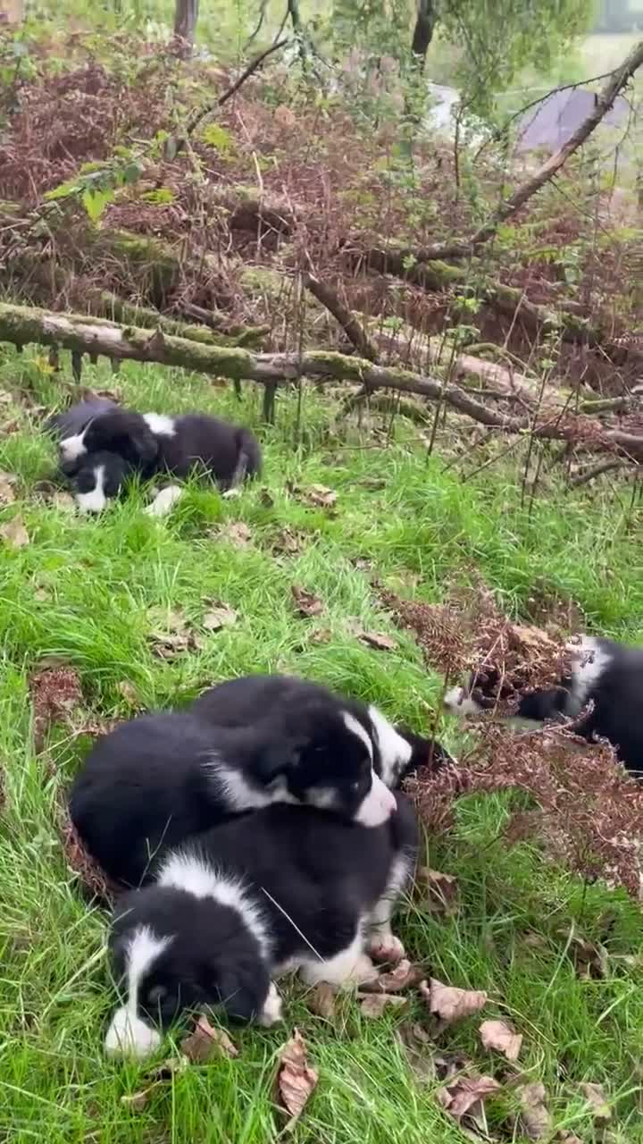Border Collie dogs for sale: Farm bred border collie puppies - Video 1