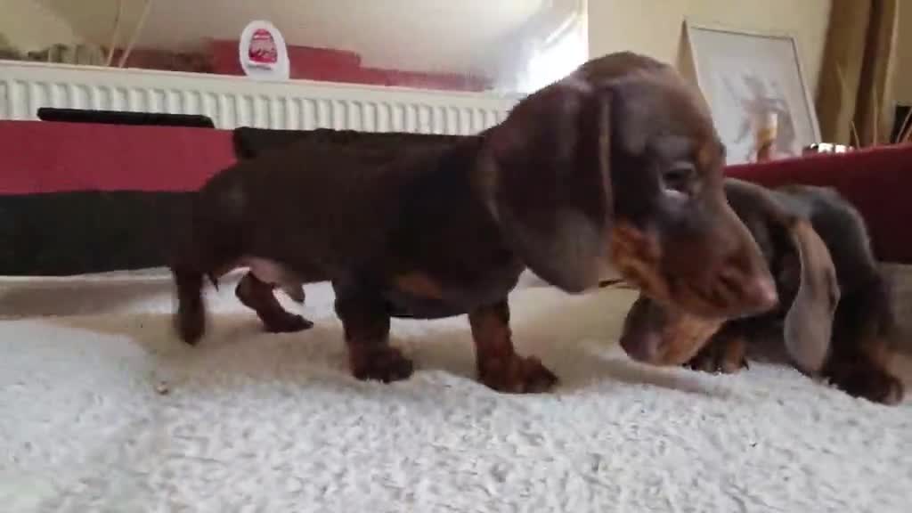 Miniature Dachshund dogs for sale: Miniature dashound  - Video 2