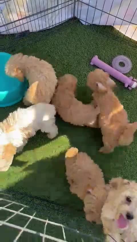 Cavachon dogs for sale: Cavapoochon 3 boys - Video 1