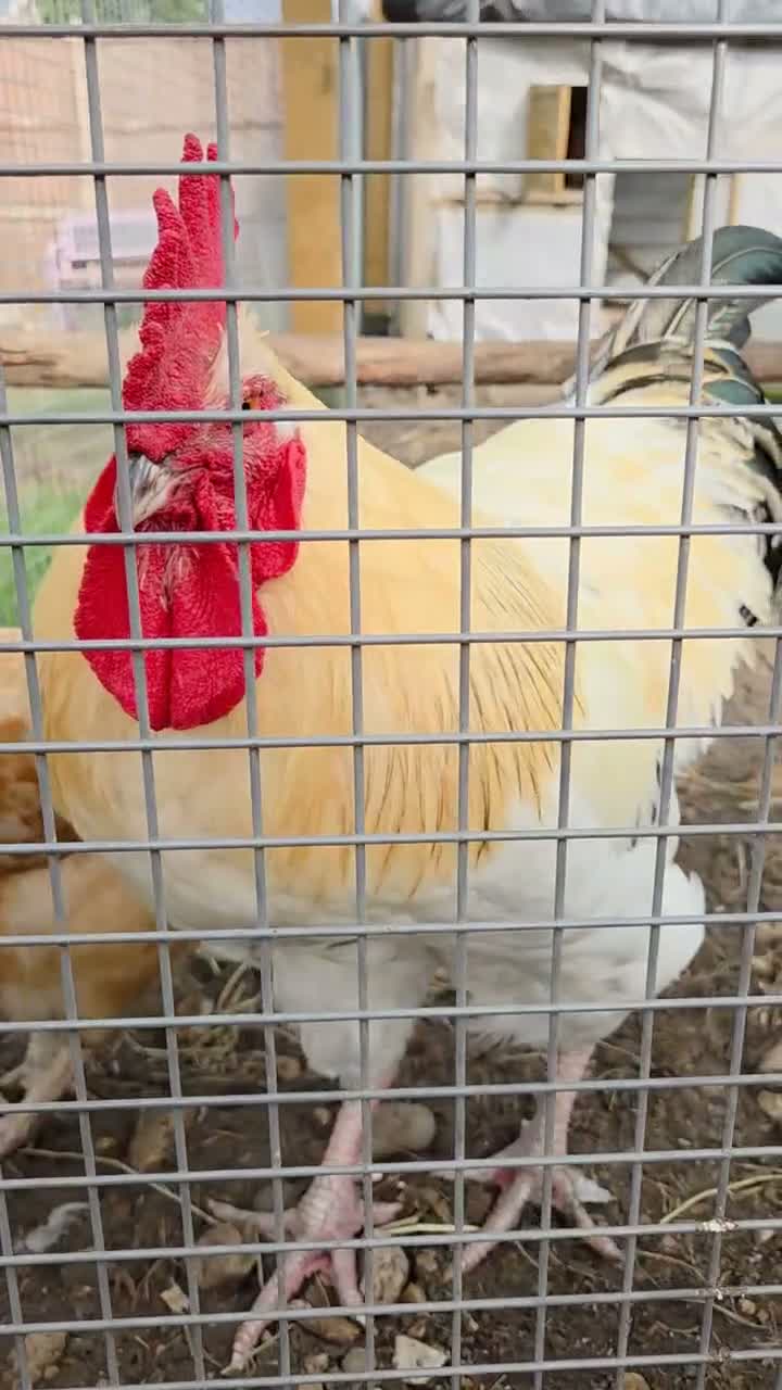 Chickens poultry for sale: Meet our big boy Butter!  in Camberley - Video 1
