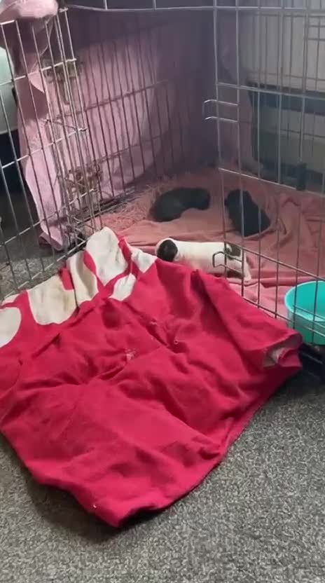 Chihuahua dogs for sale: Chihuahua teacup - Video 2