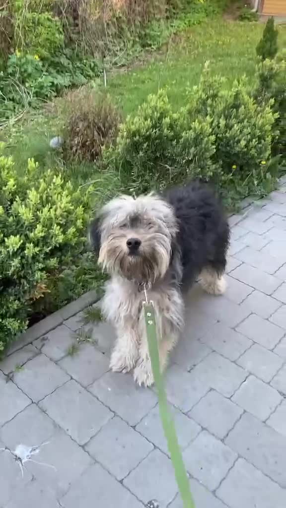 Mixed Breed dogs for adoption: 💙🐶 THOMAS – HE TRUSTS THE WORLD TOO EASILY in Burton-on-Trent - Video 1