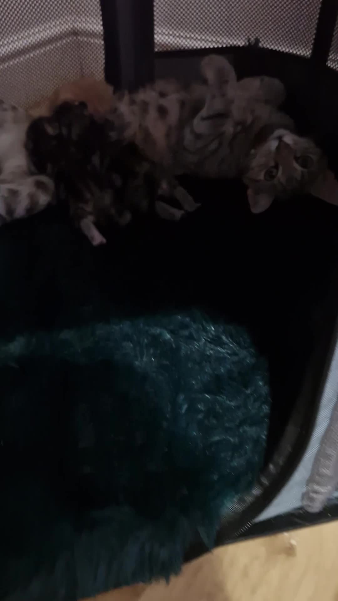 Siberian cats for sale: Siberian/bengal cross - Video 1