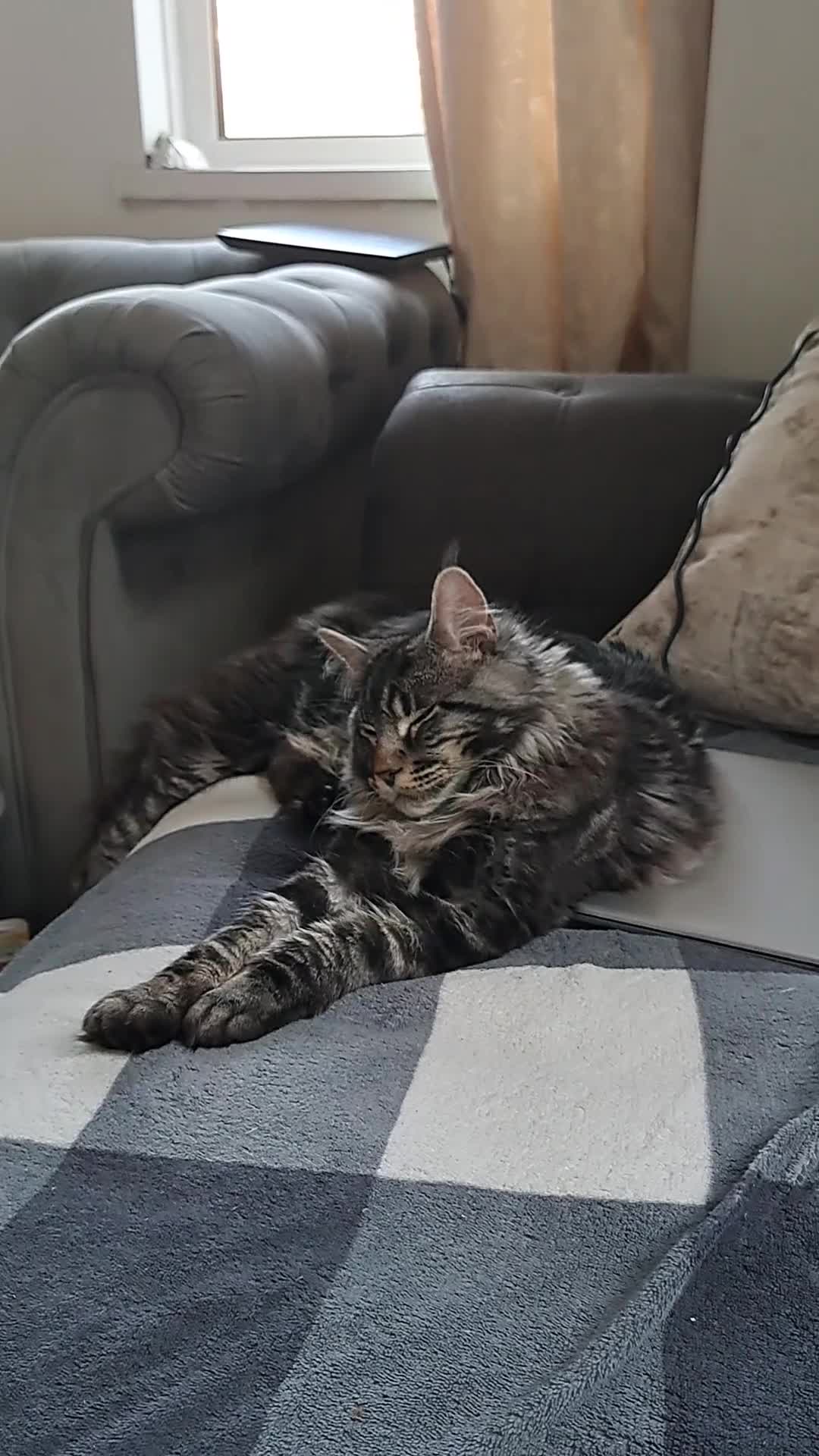 Maine Coon cats for stud: Large tica reg boy - Video 2