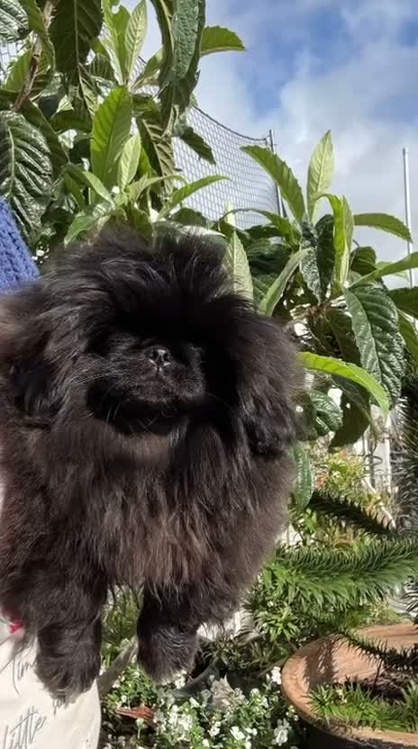 Pekingese dogs for sale: ♥️ ‘PRETTYPEKE’S’ ♥️ FEMALE ONLY♥️ - Video 3