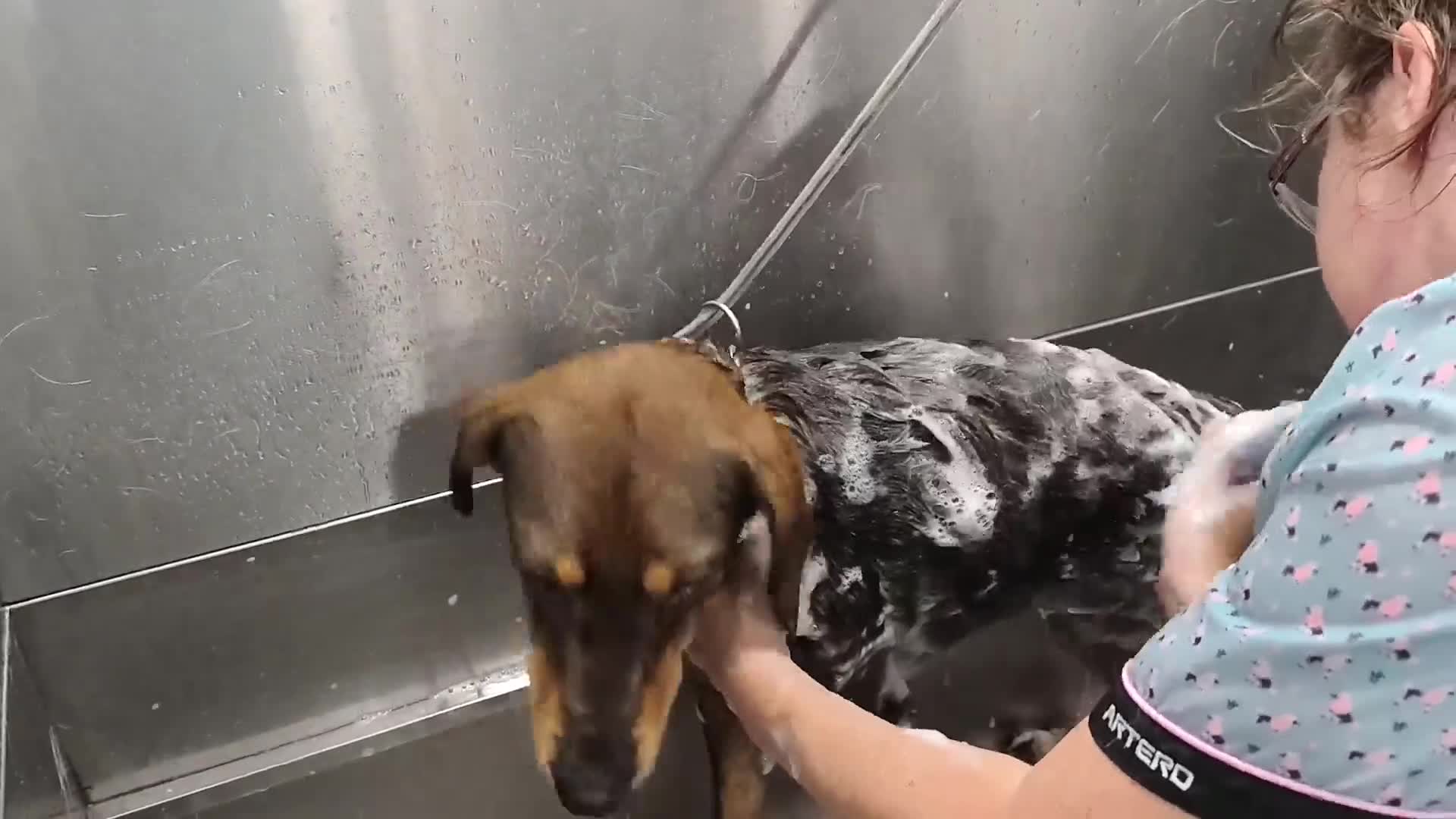 Mixed Breed dogs for adoption: Argos the true gent  - Video 3