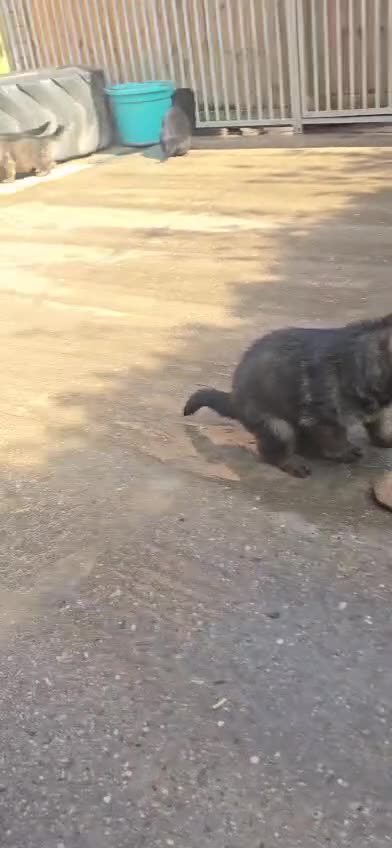 German Shepherd dogs for sale: Kc Gsd pups READY NOW 1 SABLE FEMALE AVAILABLE  - Video 1