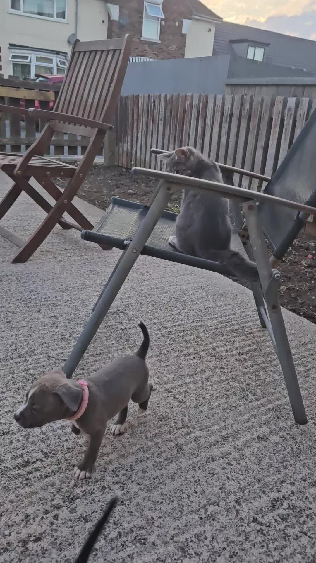 Mixed Breed dogs for sale: American Bulldog Cross Staffy puppies  - Video 1