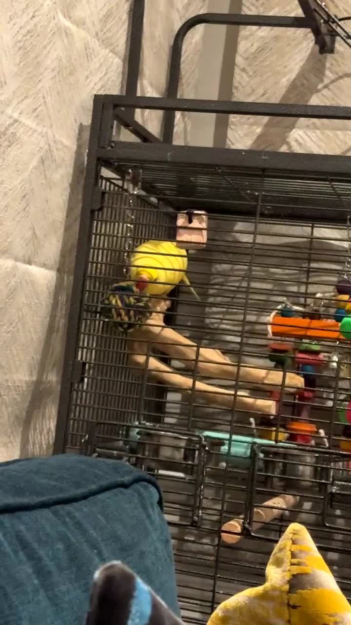 Ringnecks birds for sale: Lutino Semi Tame Indian Ringneck in Stanmore - Video 2